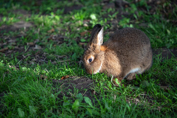 Naklejka na ściany i meble Rabbits live in nature in Lithuania