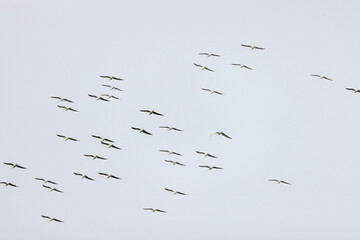 group of white birds in flight