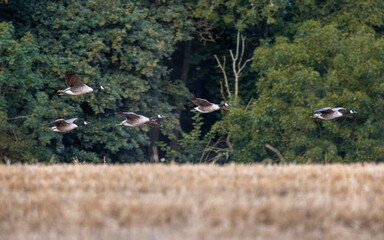 canadian geese flying low over cut corn field