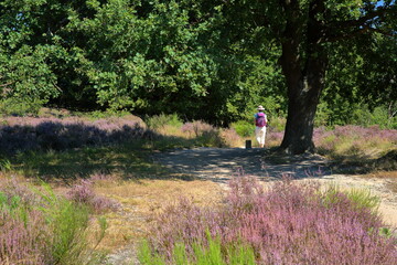 Colorful scenery with flowering heather in August on the hills of the Posbank  in National Park Veluwezoom, Rheden, Gelderland, Netherlands