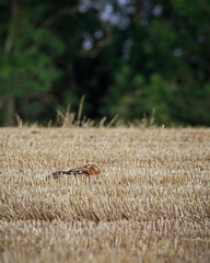 Brown hare in cut corn field laying down