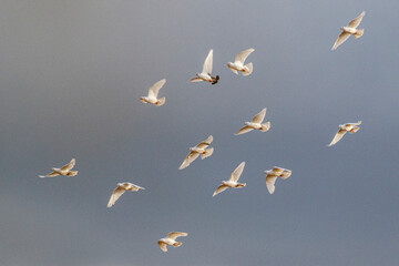 group of white birds in flight