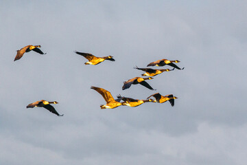 flock of canadian geese in flight close up