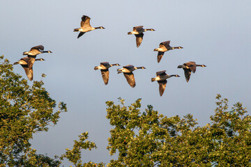 canadian geese in flight 