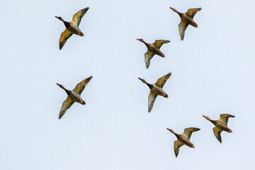 flock of canadian geese in flight close up