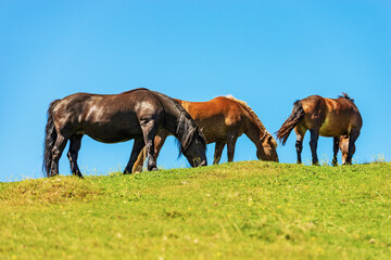 Fototapeta na wymiar Herd of brown horses in a mountain pasture against a clear blue sky, side view and green meadow. Feistritz an der Gail municipality, Carinthia, Carnic Alps, Italy-Austria border, central Europe.