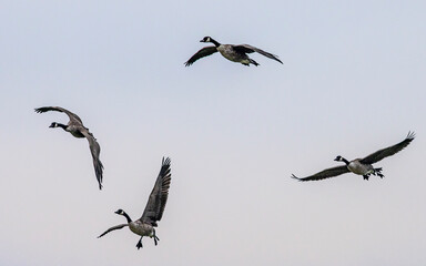 flock of canadian geese in flight