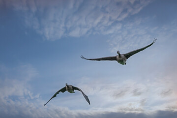 Two canadian geese if flight