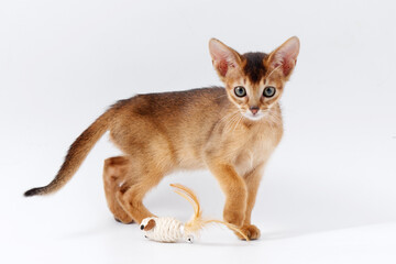 beautiful little red kitten of the Abyssinian breed on a white background