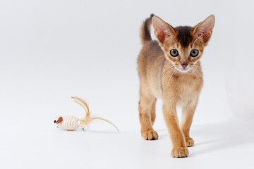 beautiful little red kitten of the Abyssinian breed on a white background