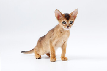 beautiful little red kitten of the Abyssinian breed on a white background