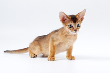 beautiful little red kitten of the Abyssinian breed on a white background