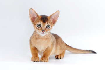 beautiful little red kitten of the Abyssinian breed on a white background