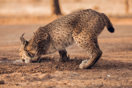 Lynx drinking from puddle in nature