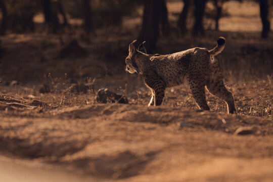 Lynx walking in wild nature