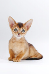 beautiful little red kitten of the Abyssinian breed on a white background