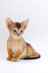 beautiful little red kitten of the Abyssinian breed on a white background