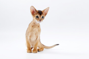 Obraz premium beautiful little red kitten of the Abyssinian breed on a white background