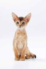 Fototapeta premium beautiful little red kitten of the Abyssinian breed on a white background