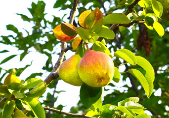 Pear tree. Ripe pears on a tree in a garden. Harvest time.