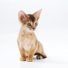 Obraz premium beautiful little red kitten of the Abyssinian breed on a white background