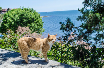 A red-haired cat sits on a stone parapet among green plants against the background of the sea.