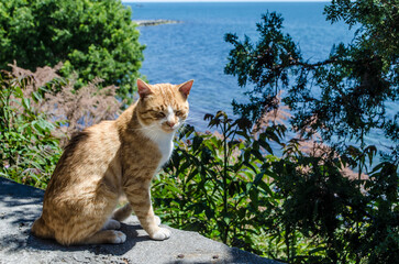 A red-haired cat sits on a stone parapet among green plants against the background of the sea.