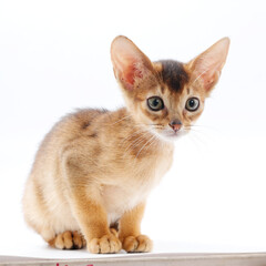 beautiful little red kitten of the Abyssinian breed on a white background