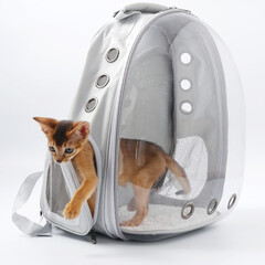 beautiful little ginger kitten of the Abyssinian breed in a transparent animal carrier backpack on a white background - 525498778