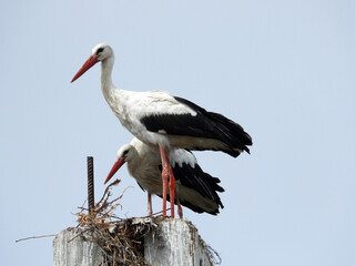 white storks family nesting on the  pillars   