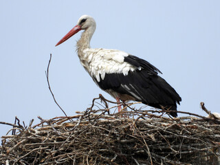 white storks family nesting on the  pillars   