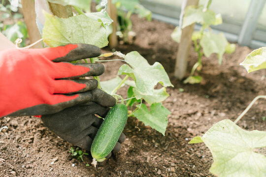 Unrecognizable gardener picking cucumbers at greenhouse
