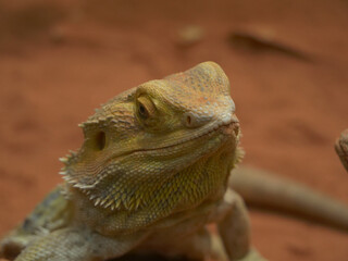 Central bearded dragon (Pogona vitticeps)