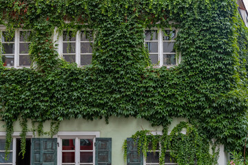 Fototapeta na wymiar windows of a house covered with green ivy