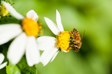 bee pollinator, honey.