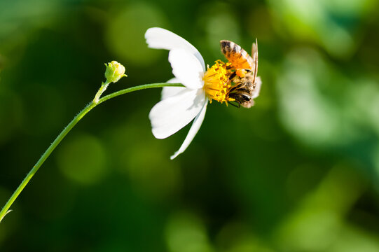 bee pollinator, honey.