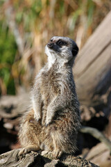Fototapeta premium Adult Meerkat sitting in the sun, England UK 