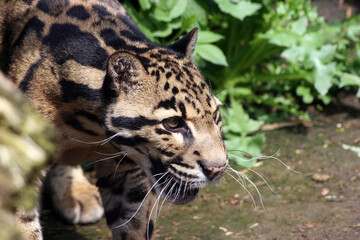 Fototapeta premium Close up of a Clouded Leopard, England UK 