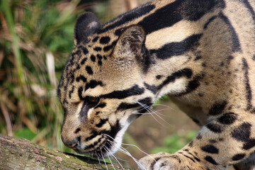 Clouded Leopard sniffing a log, England UK
