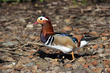 Male Mandarin duck, England UK
