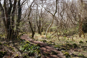 old trees and vines in sunny spring forest