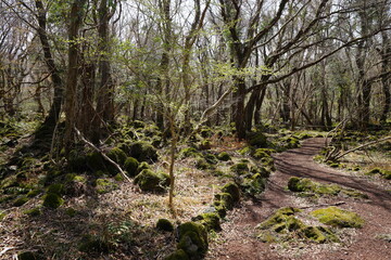 mossy rocks and pathway in deep forest