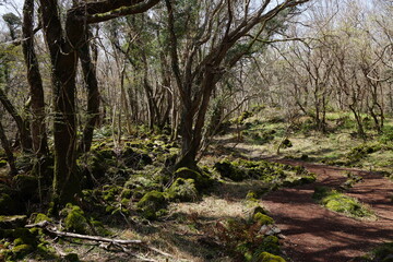 fine pathway through old wild forest