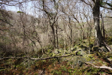 old trees and vines in sunny spring forest