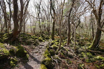 fine pathway through old wild forest