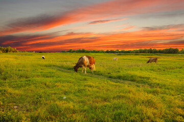 Cows grazing on a green meadow against the background of red clouds in the light of the sunset of...