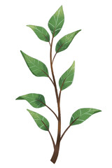 green leaf isolated on white background