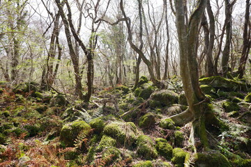 mossy rocks and bare trees in early spring