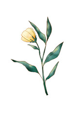 leaves isolated on white background