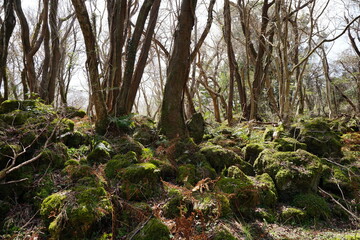 mossy rocks and bare trees in early spring